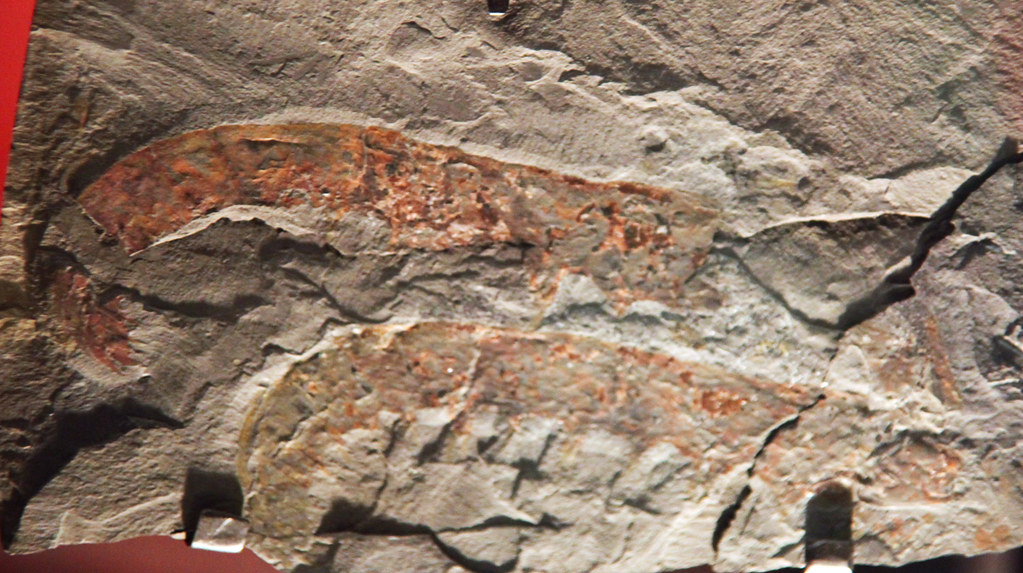 Anomalocaris: The First Super Predator (image credits: flickr)