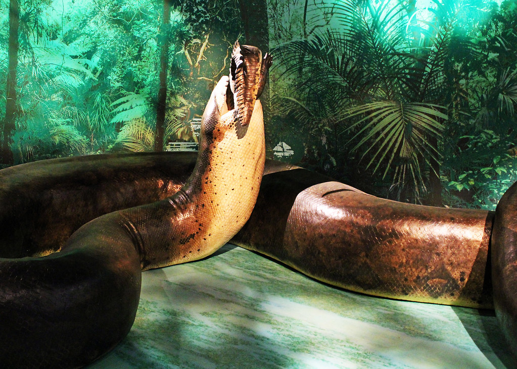 Titanoboa: The Snake That Could Swallow a Car (image credits: flickr)