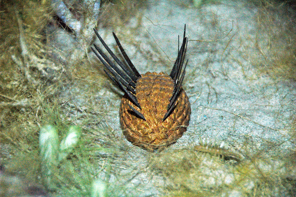 Wiwaxia: The Medieval Knight of Ancient Seas (image credits: flickr)