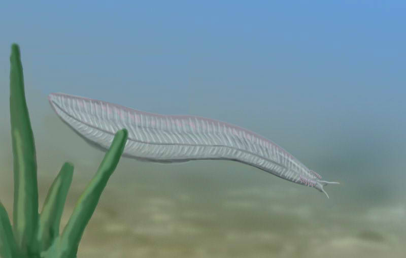 Pikaia: The Ancestor We Almost Weren't (image credits: wikimedia)