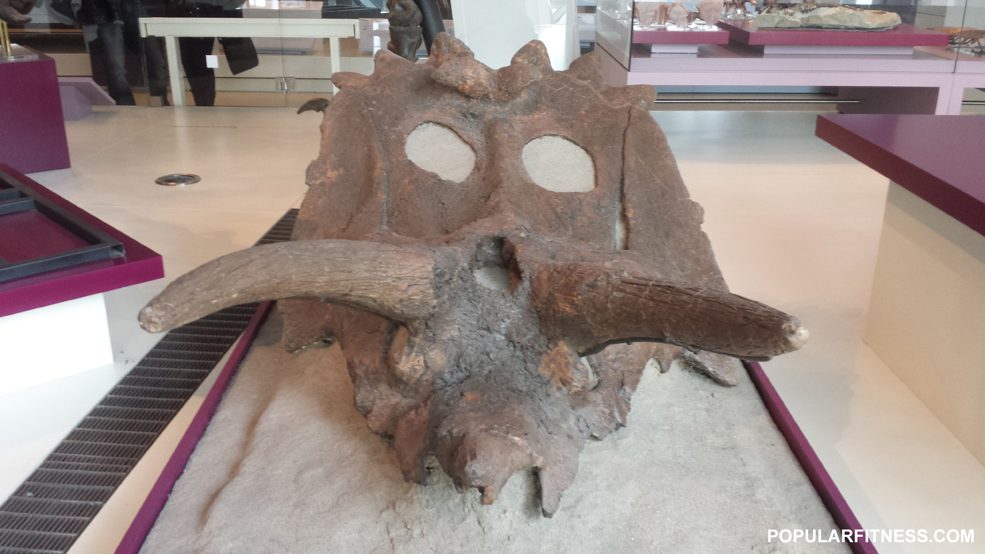 Carnotaurus: The Horned Devil of South America (image credits: wikimedia)