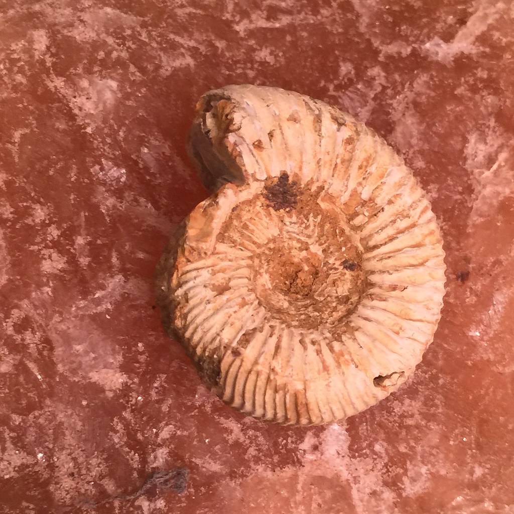 Ammonites: The Spiral Shells That Ruled Ancient Seas (image credits: flickr)