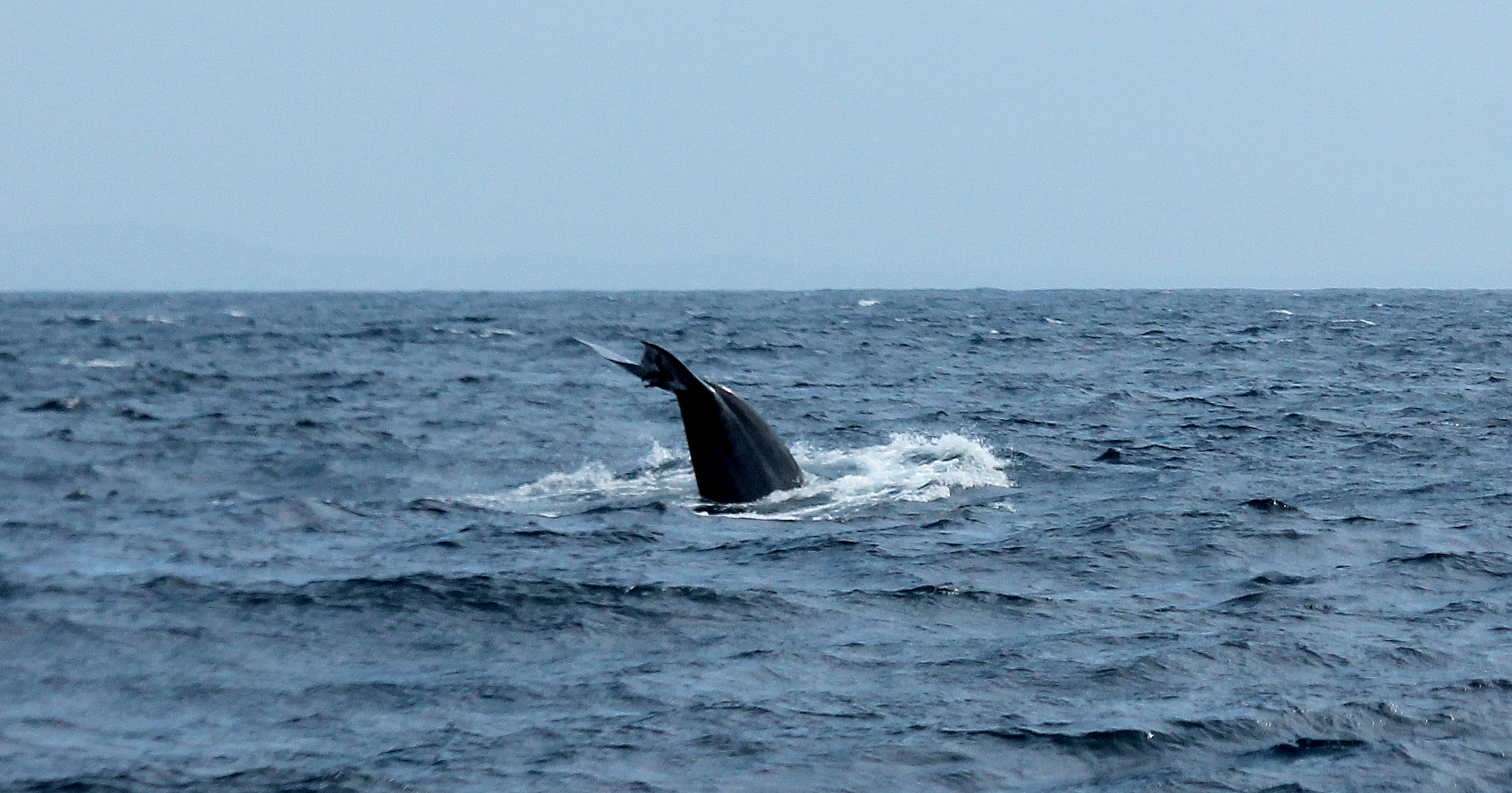 The Physics of Ocean Living (image credits: wikimedia)