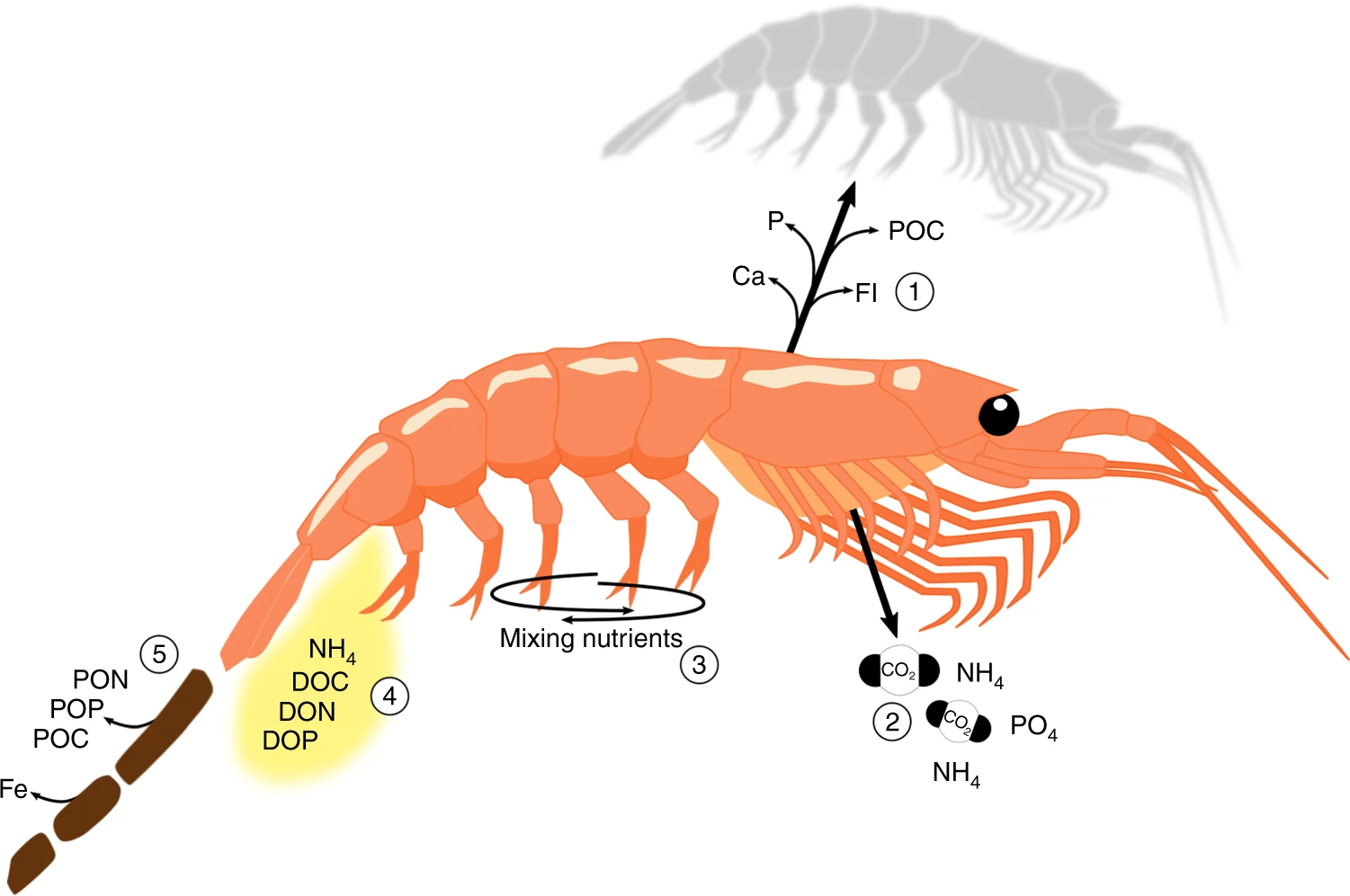 The Krill Connection (image credits: wikimedia)