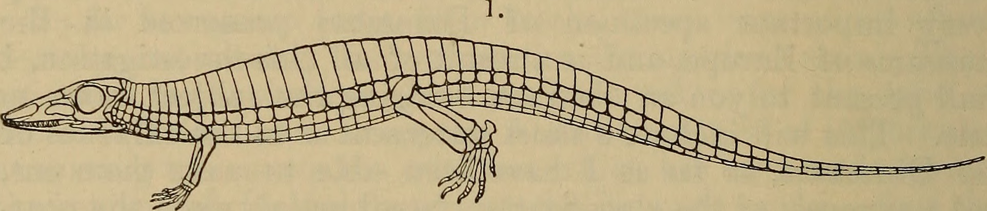 Behavioral Clues from Bone Structure (image credits: wikimedia)