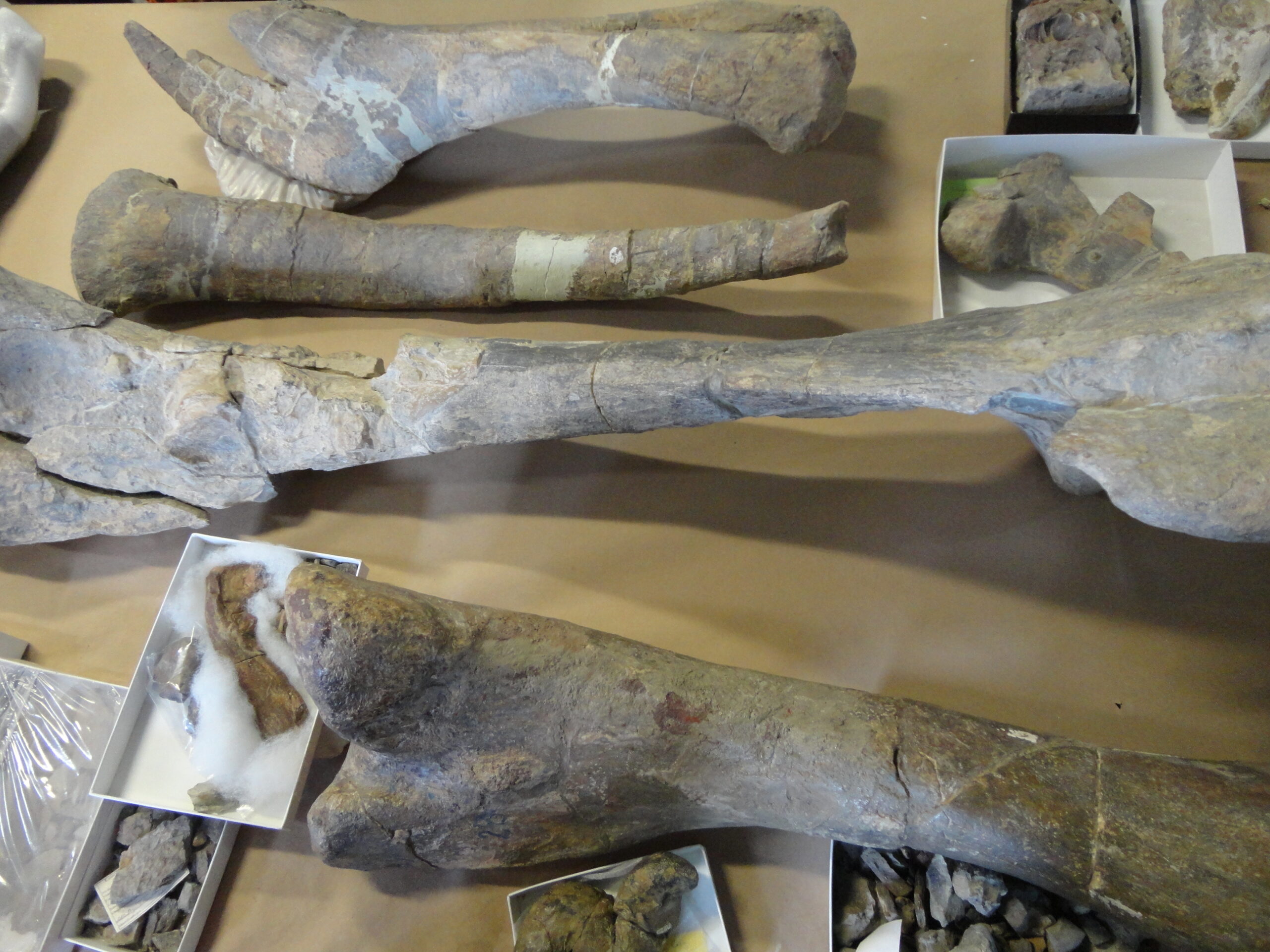 Hidden Treasures: The Field Museum's Vast Fossil Collection (image credits: wikimedia)