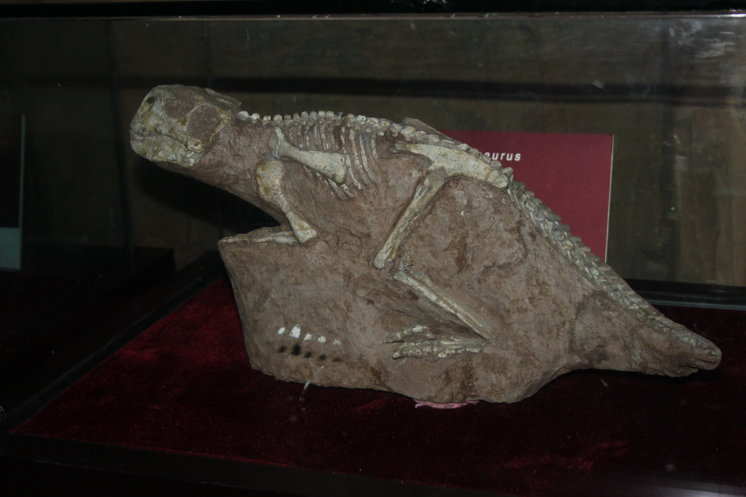 The Fossil Evidence Challenge (image credits: wikimedia)