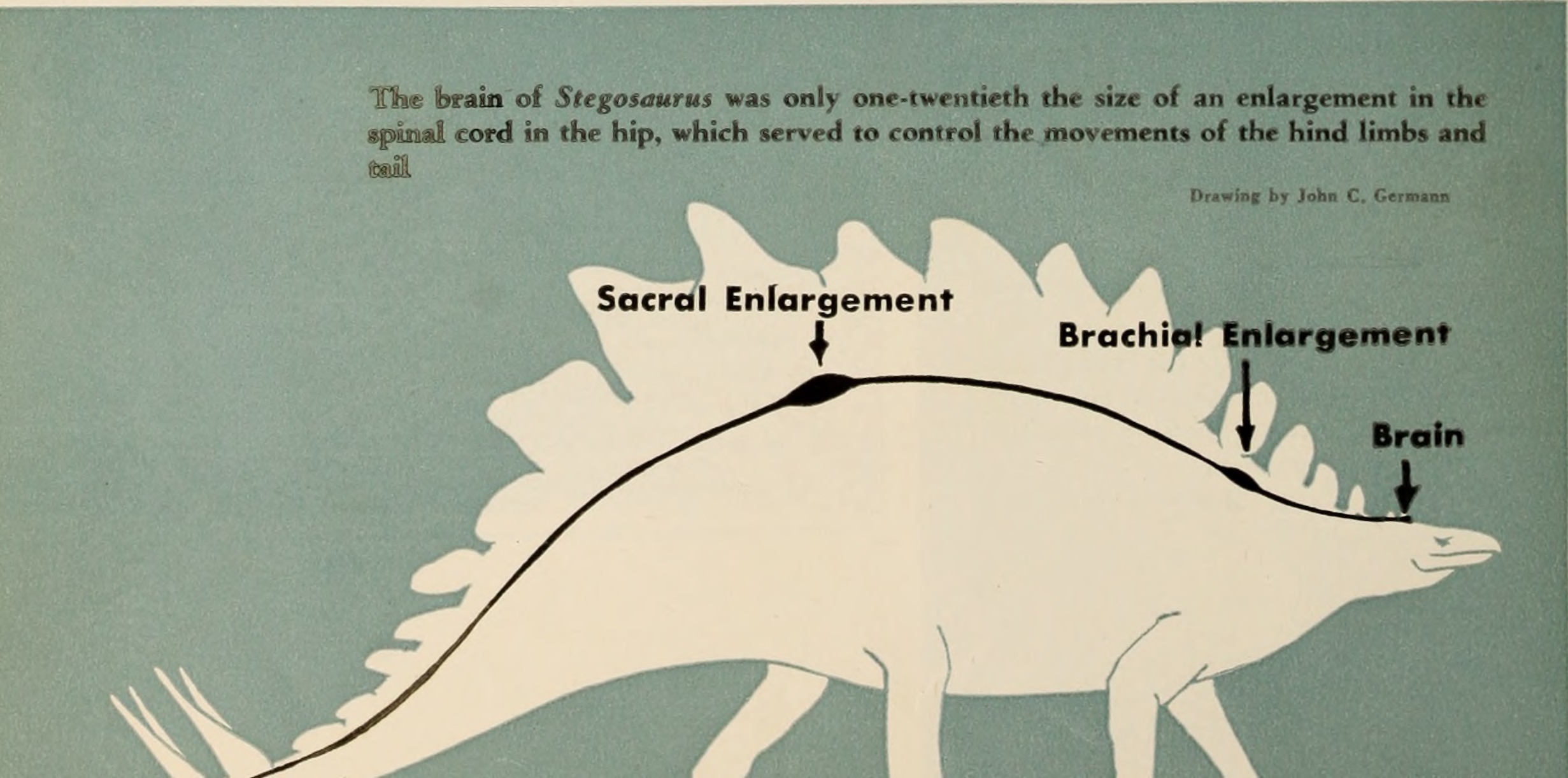 Future Discoveries and Ongoing Mysteries (image credits: wikimedia)