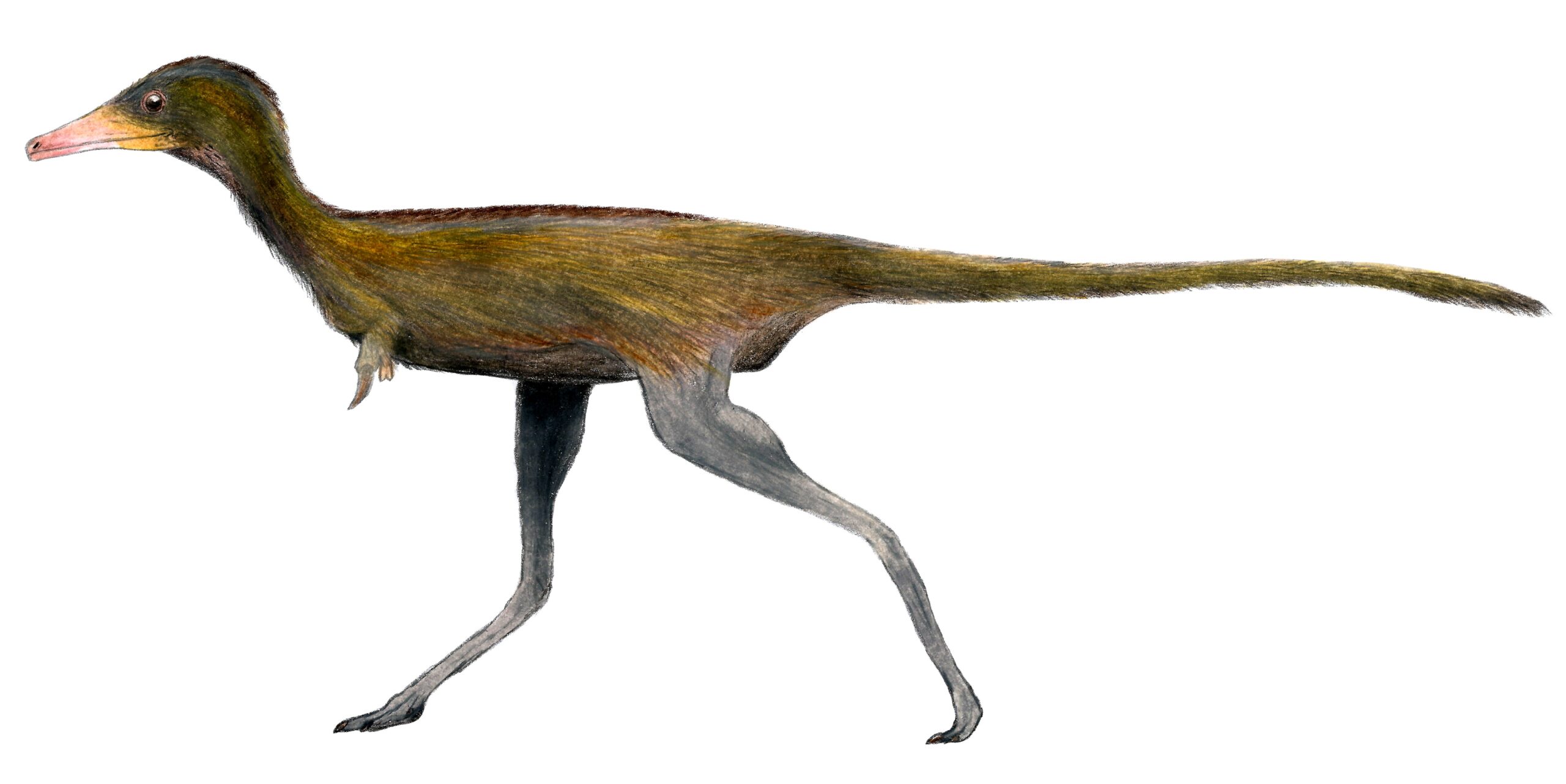 Parvicursor: The Tiny Sprinter (image credits: By Levi Martinez-Reza, CC BY-SA 3.0, https://commons.wikimedia.org/w/index.php?curid=85843674)