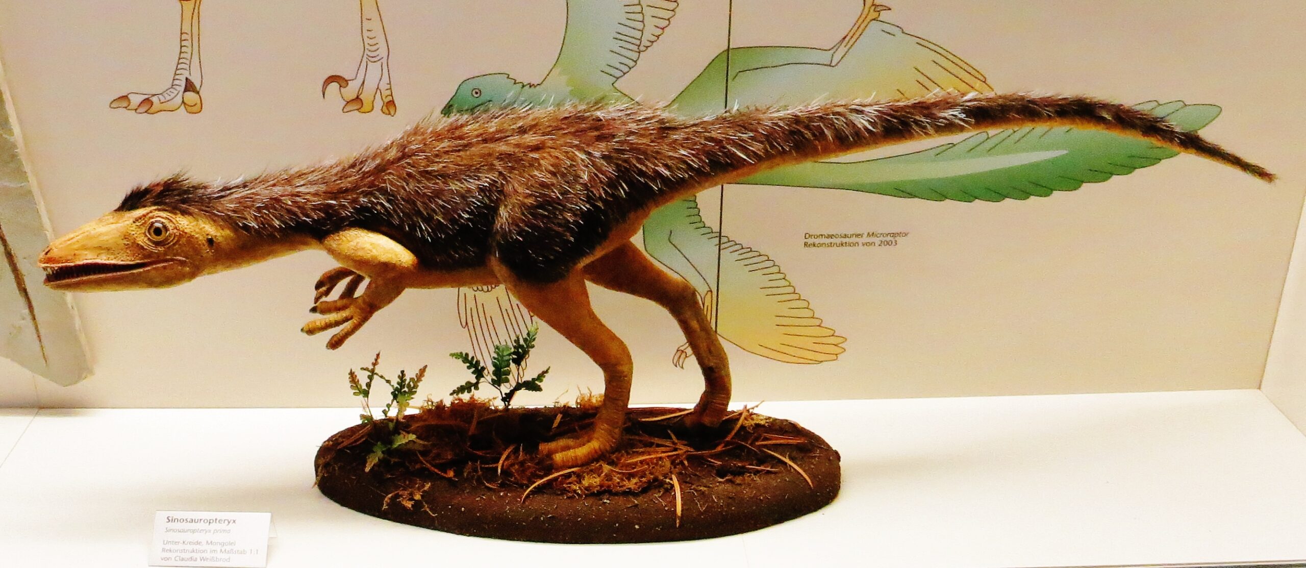 Sinosauropteryx: The Fuzzy Pioneer (image credits: wikimedia)