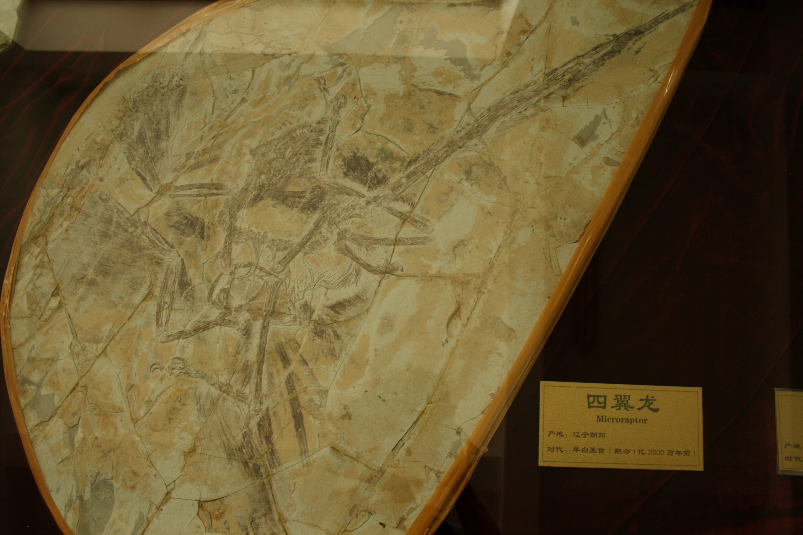 Fossil Evidence and Scientific Breakthroughs (image credits: Microraptor: Shandong Tianyu Museum of NatureUploaded by FunkMonk, CC BY-SA 2.0, https://commons.wikimedia.org/w/index.php?curid=17681497)
