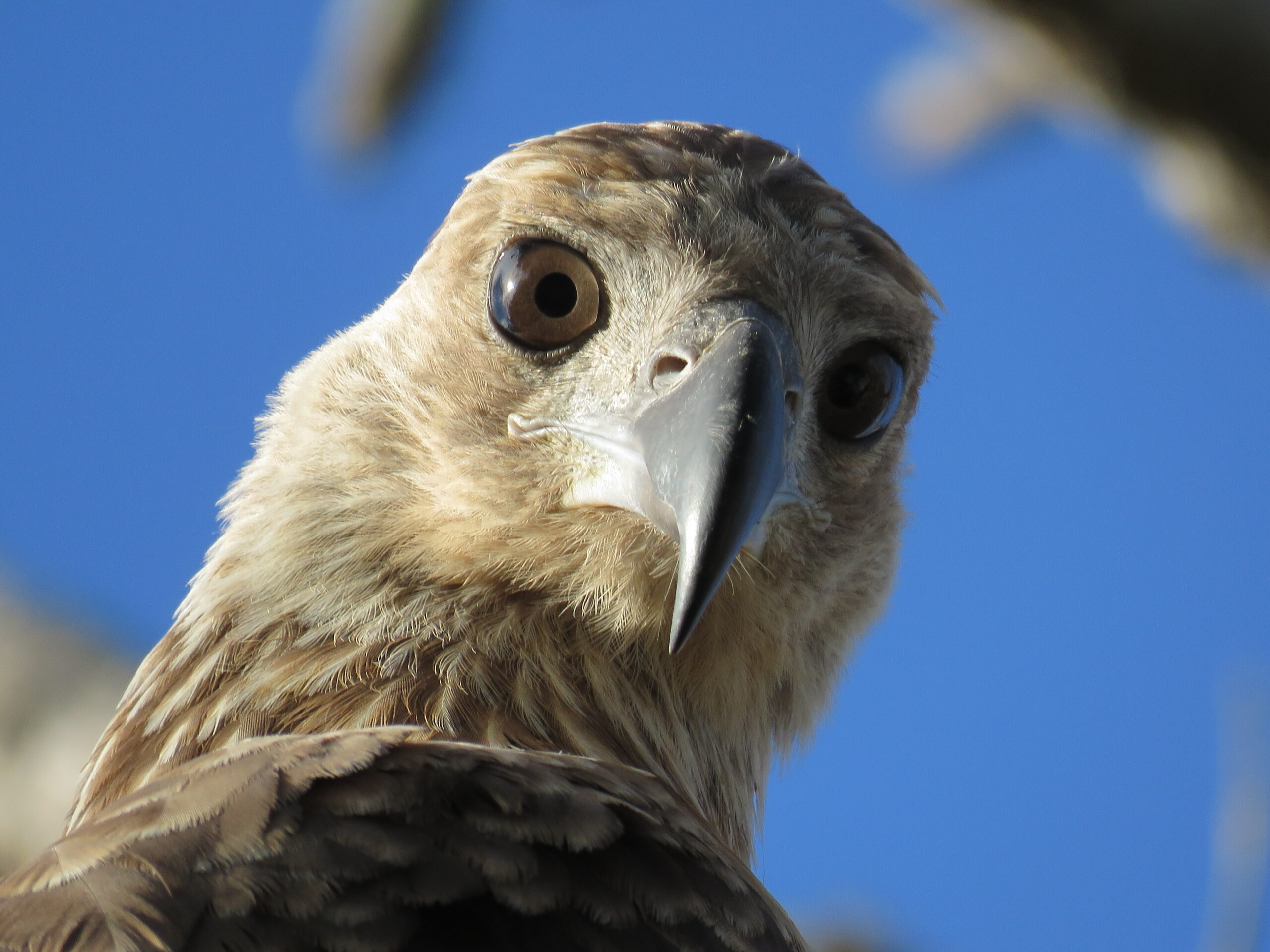 Modern Relatives and Living Echoes (image credits: By Vihangi Perera, CC BY-SA 4.0, https://commons.wikimedia.org/w/index.php?curid=79519427)