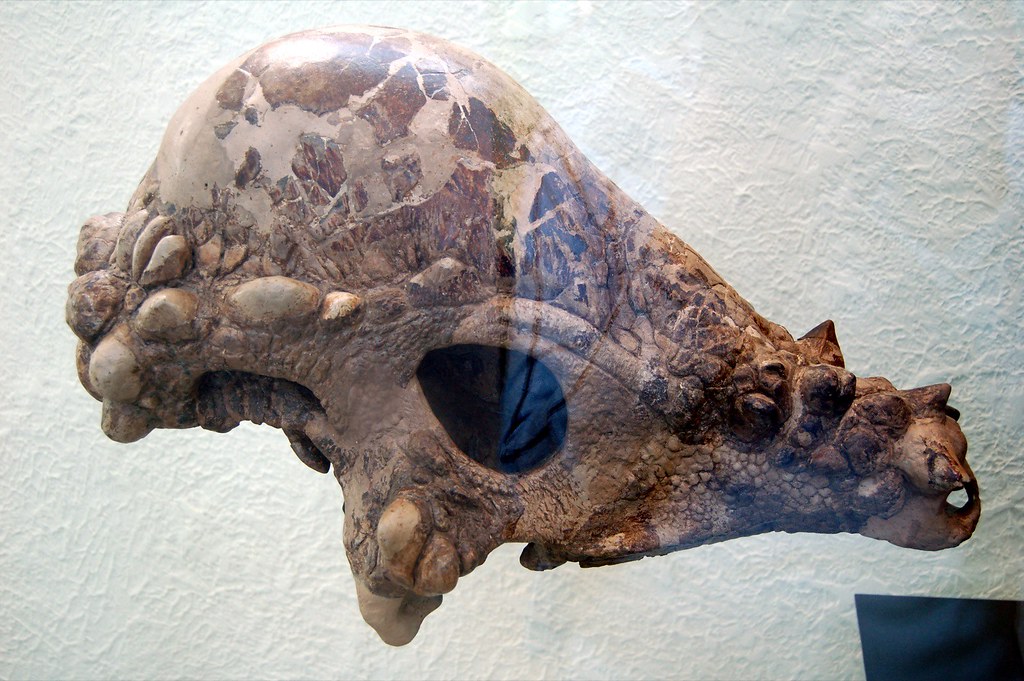 The Pachycephalosaurus Revelation (image credits: flickr)