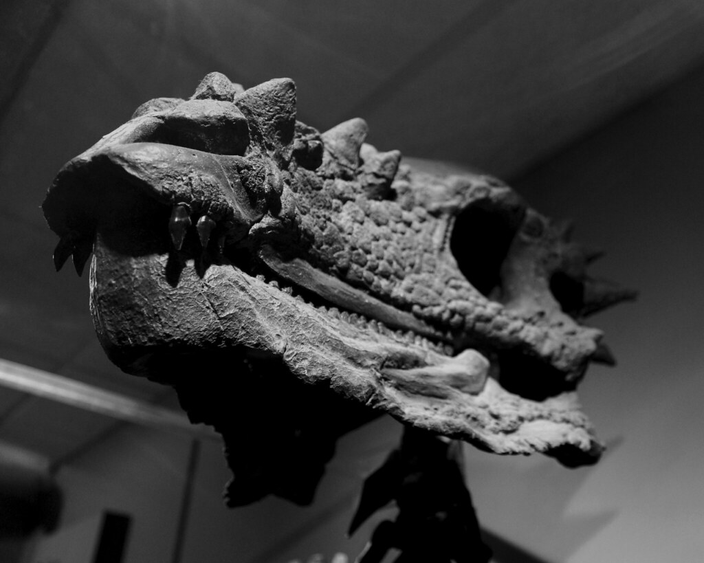 Implications for Dinosaur Diversity (image credits: flickr)