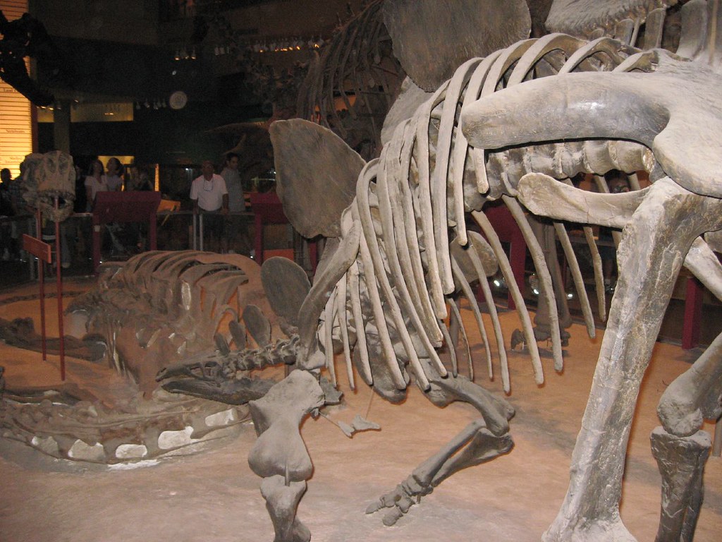 What the Bones Reveal About Speed (image credits: flickr)