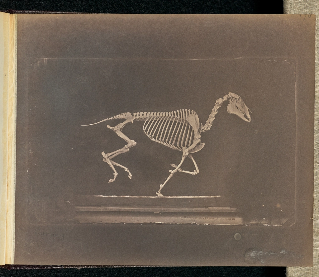 What This Tells Us About Dinosaur Behavior (image credits: rawpixel)