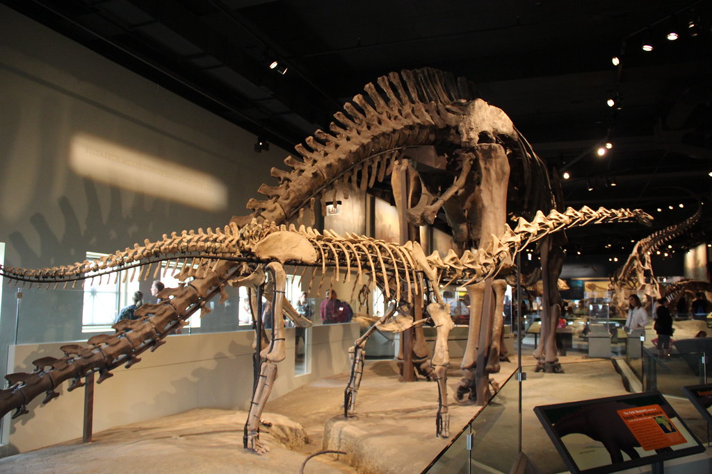 Giants of the Jurassic: The Long-Necked Wonders (image credits: flickr)
