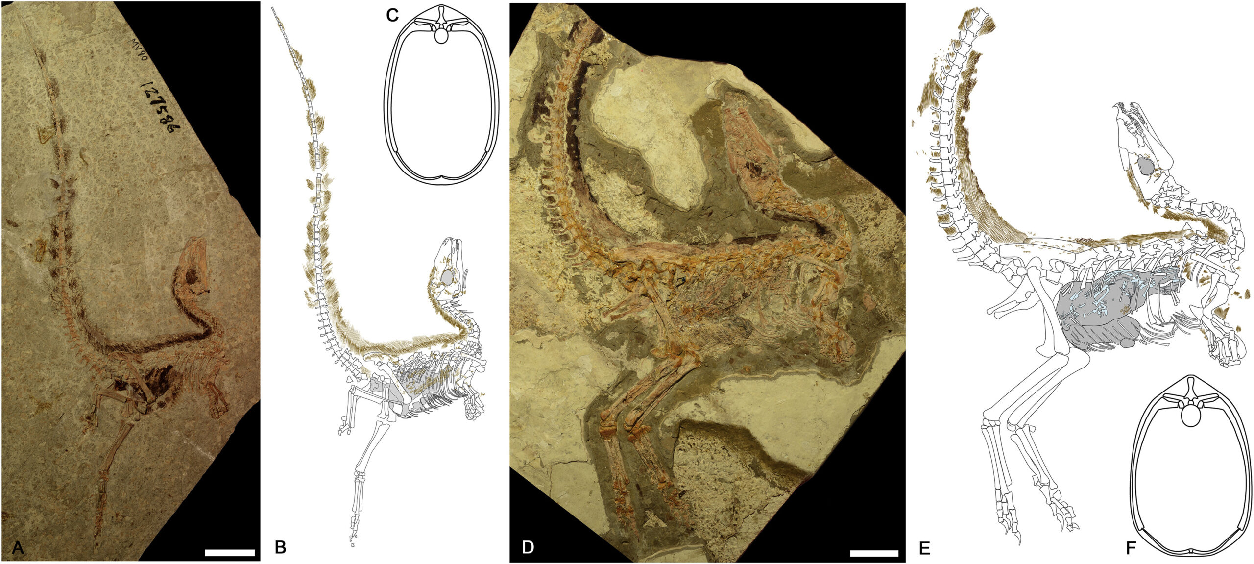Feathered Discoveries: Rewriting Dinosaur History (image credits: Smithwick, F.M.; Nicholls, R.; Cuthill, I.C.; Vinther, J. (2017).