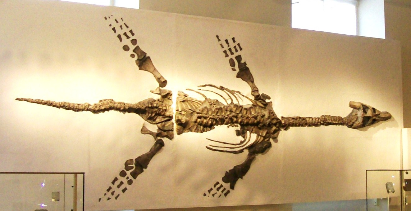 Marine Reptiles: Rulers of Ancient Seas (image credits: By Poliphilo, CC0, https://commons.wikimedia.org/w/index.php?curid=19792443)