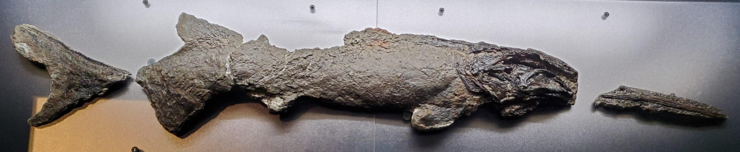 The Fish That Gasped Its Last Breath (image credits: By Skye McDavid, CC BY 4.0, https://commons.wikimedia.org/w/index.php?curid=130631871)