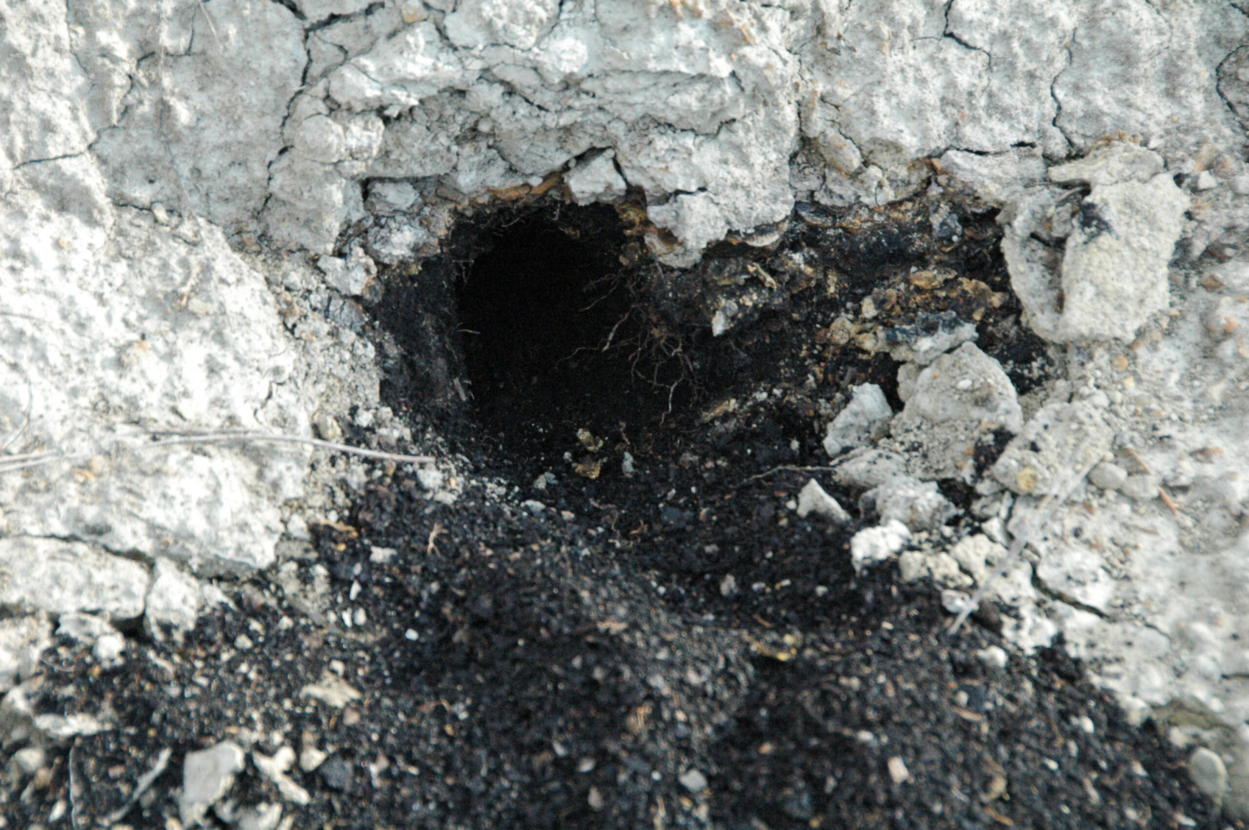 The Mammal That Almost Made It (image credits: wikimedia)