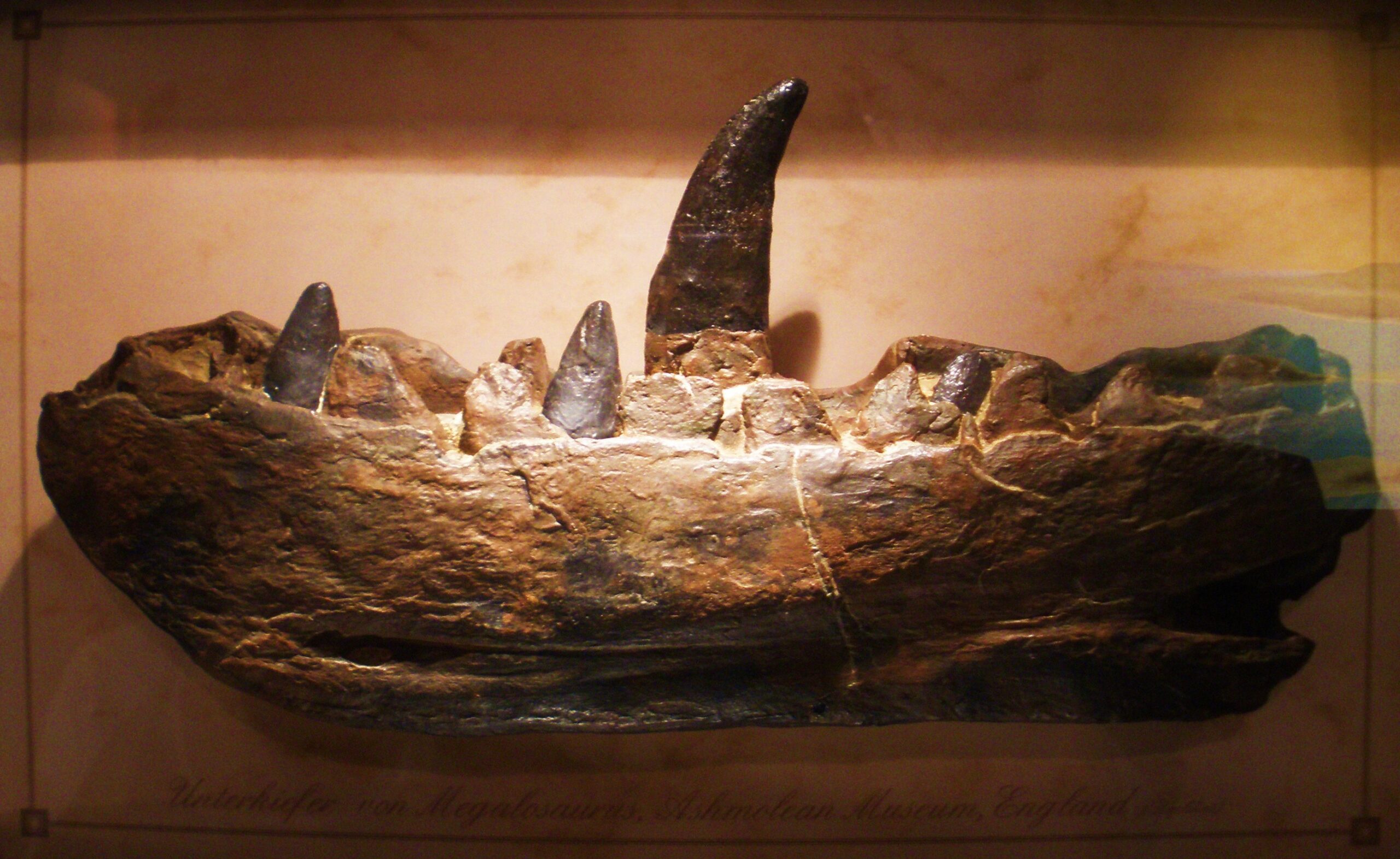 The Teeth That Started Everything (image credits: By Ghedoghedo, CC BY-SA 3.0, https://commons.wikimedia.org/w/index.php?curid=15137769)