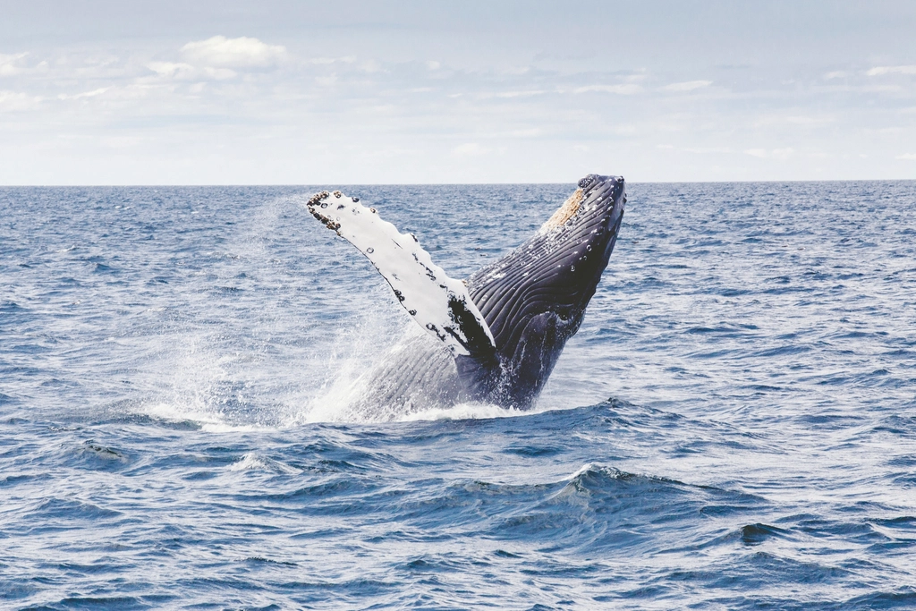 Ocean Giants and the Blue Whale Revolution (image credits: rawpixel)
