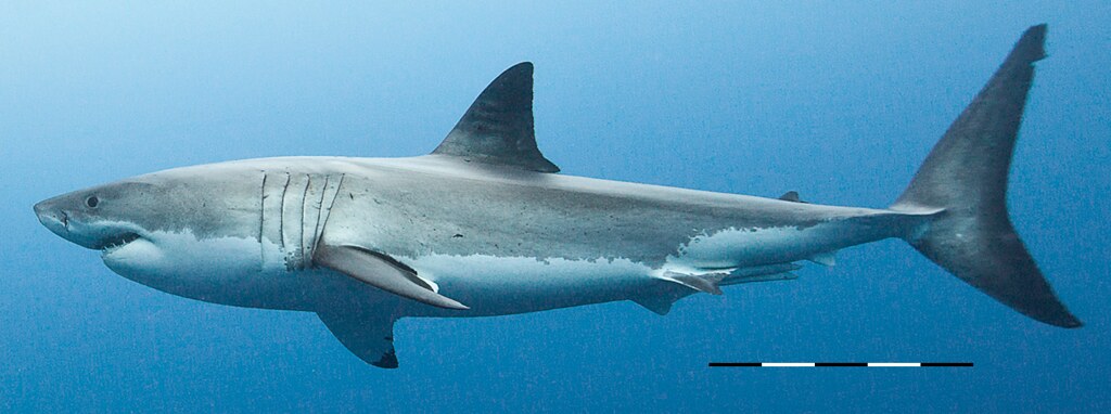 Modern Marine Megafauna (image credits: flickr)