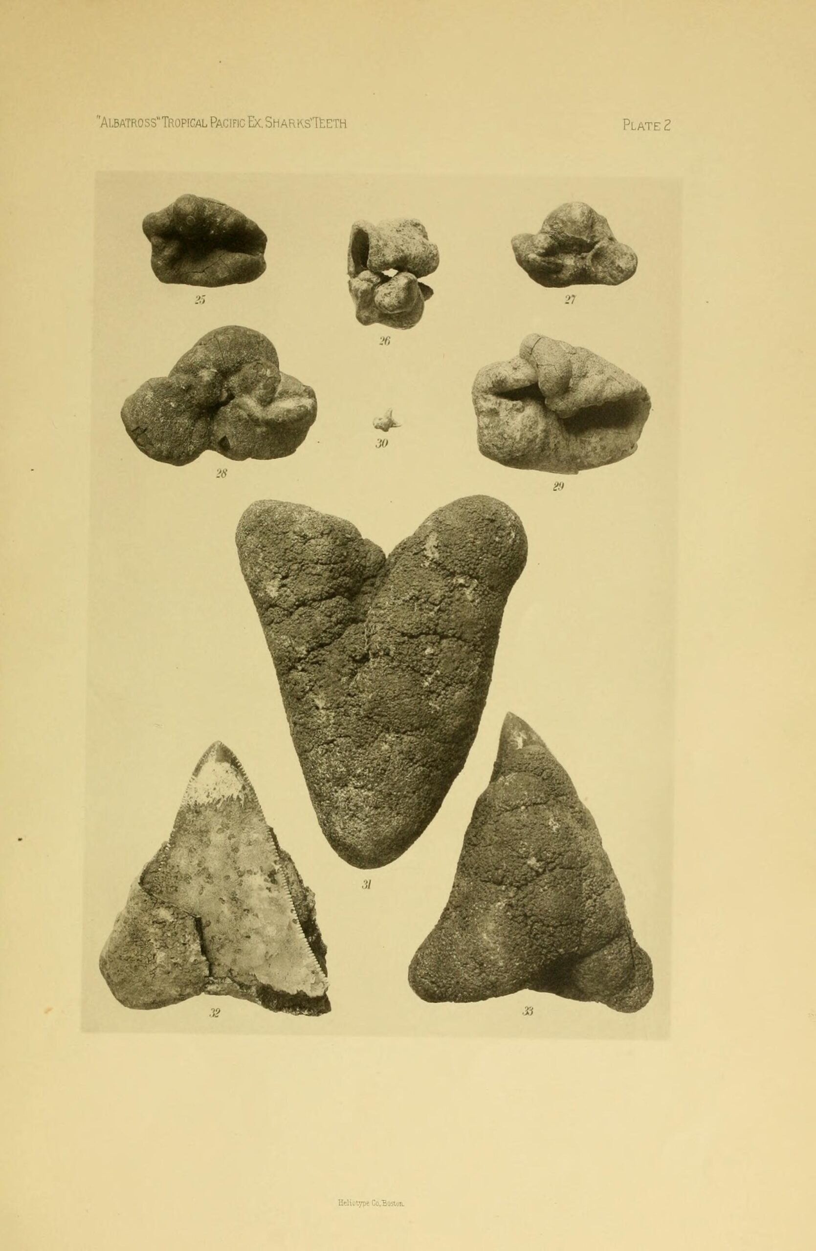 Tropical Cambridge: When Britain Basked in Ancient Heat (image credits: wikimedia)