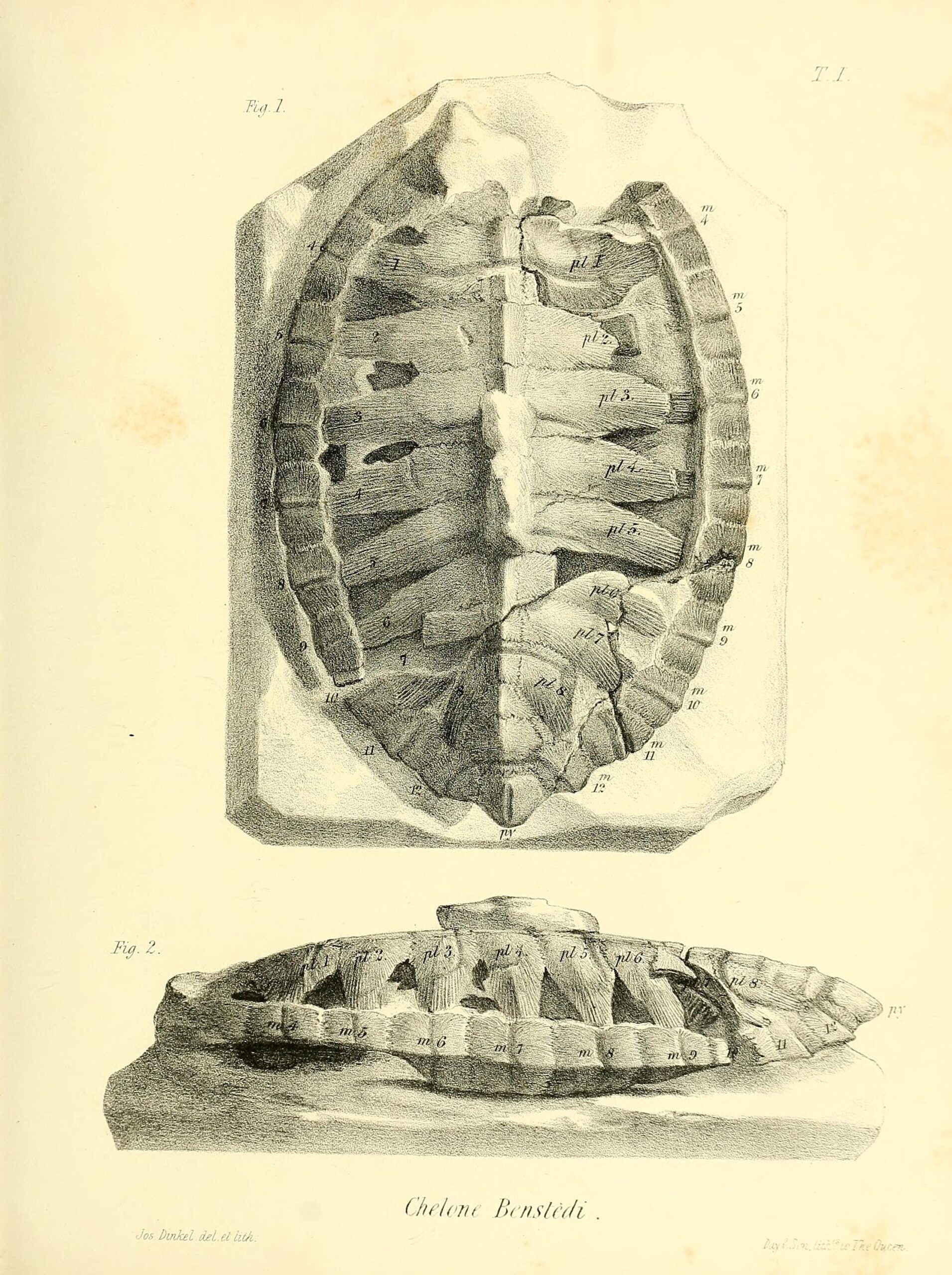 Modern Scientific Techniques Unlock Ancient Secrets (image credits: wikimedia)