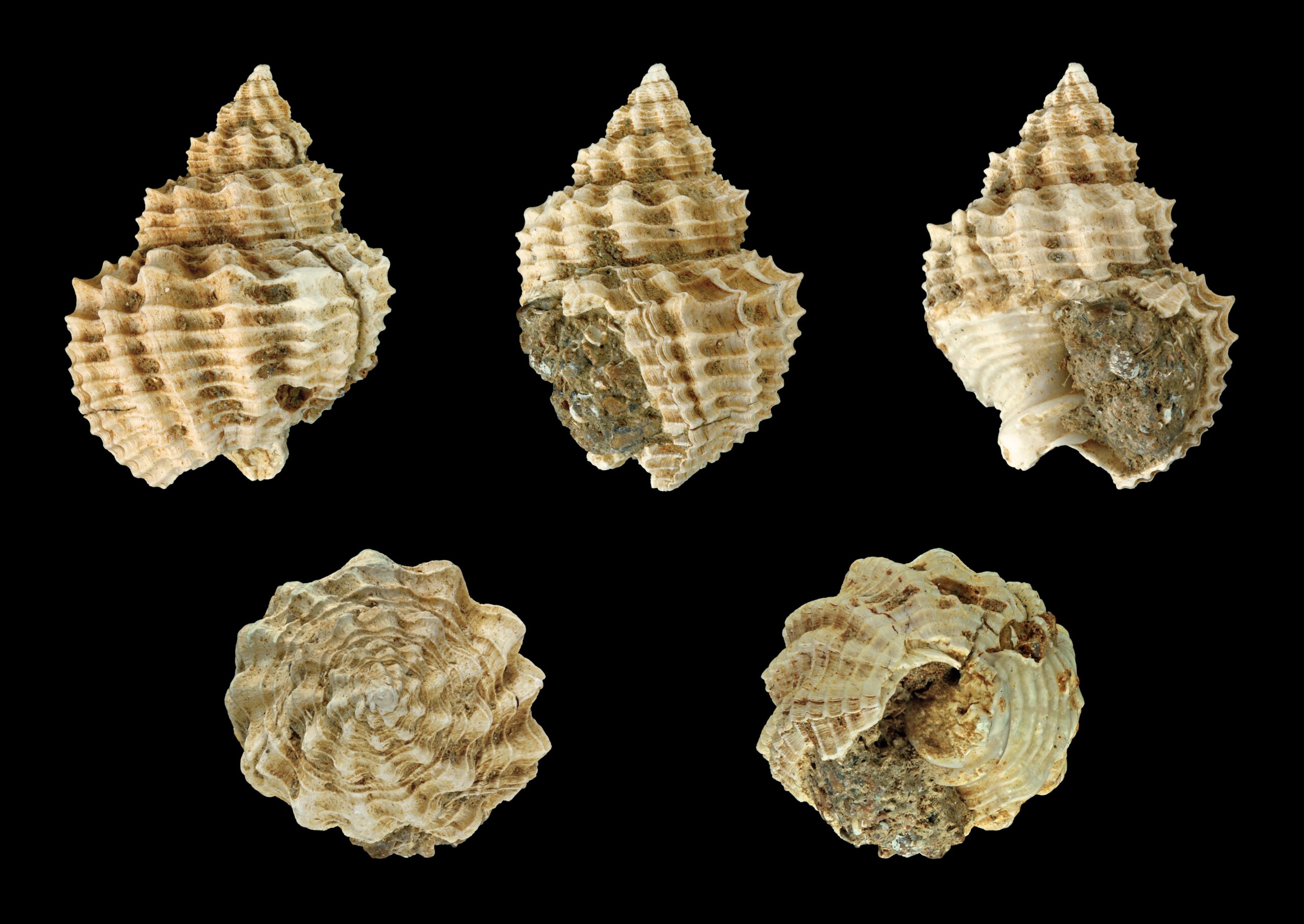 The Hidden World Inside Ancient Shells (image credits: wikimedia)