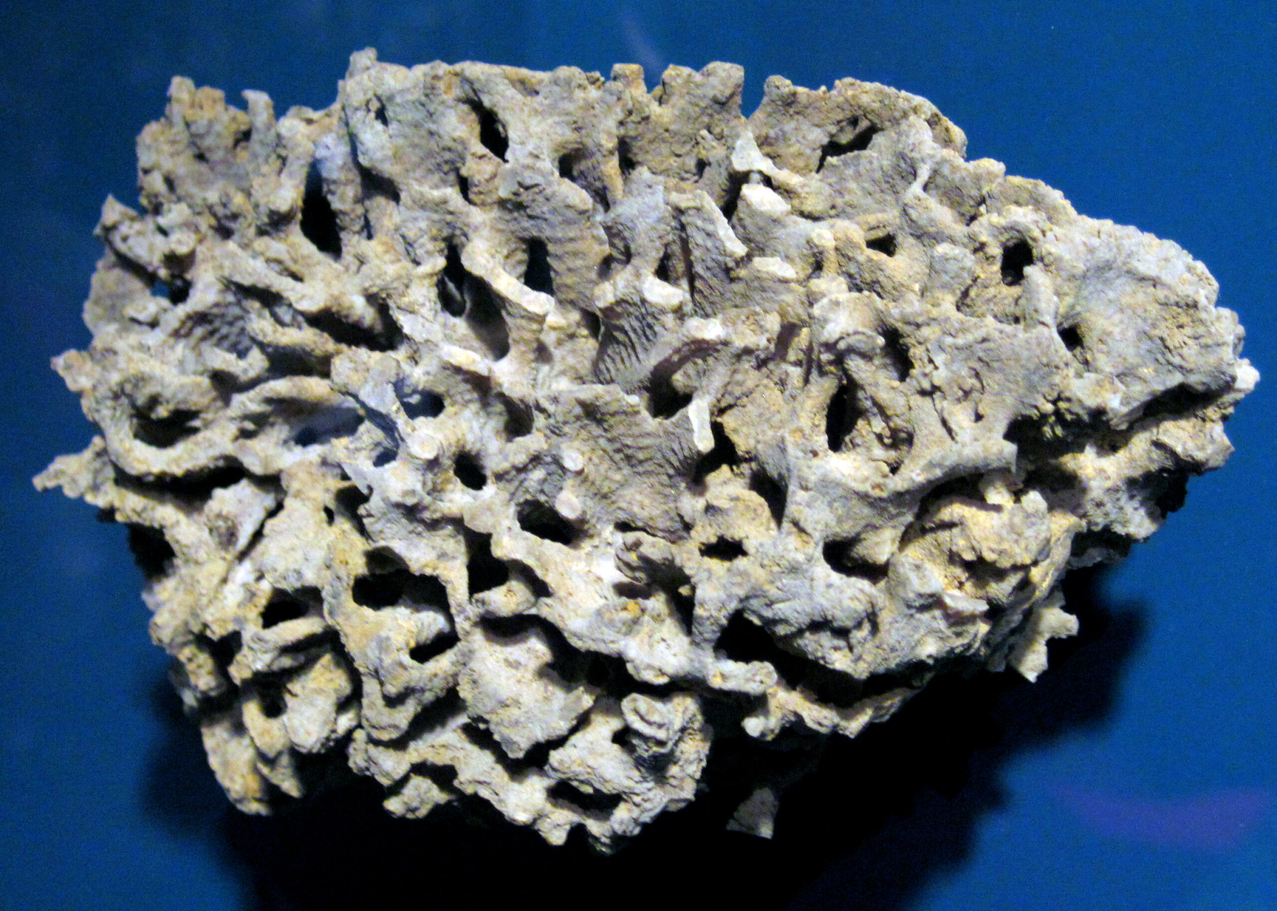 Bryozoans: The Ultimate Fossil Squatters (image credits: wikimedia)