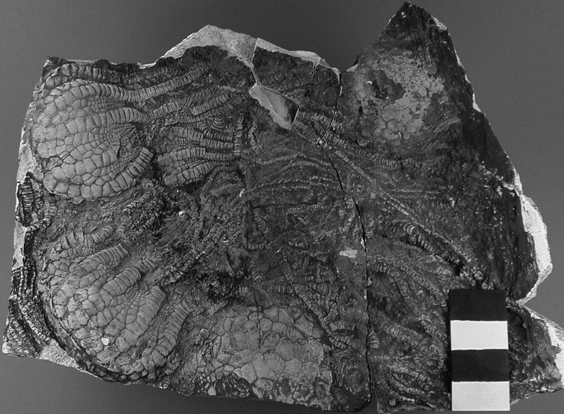 Microbial Mats: The Foundation of Fossil Communities (image credits: wikimedia)