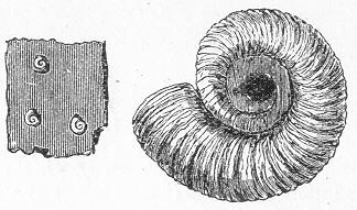 Serpulids: Worm Tubes as Fossil Apartments (image credits: wikimedia)
