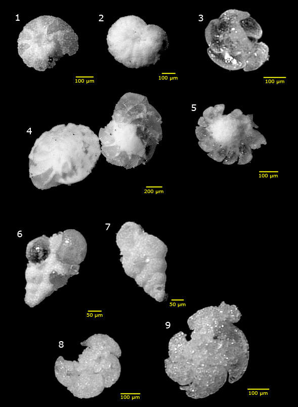 Foraminifera: Single-Celled Architects in Fossil Shells (image credits: wikimedia)
