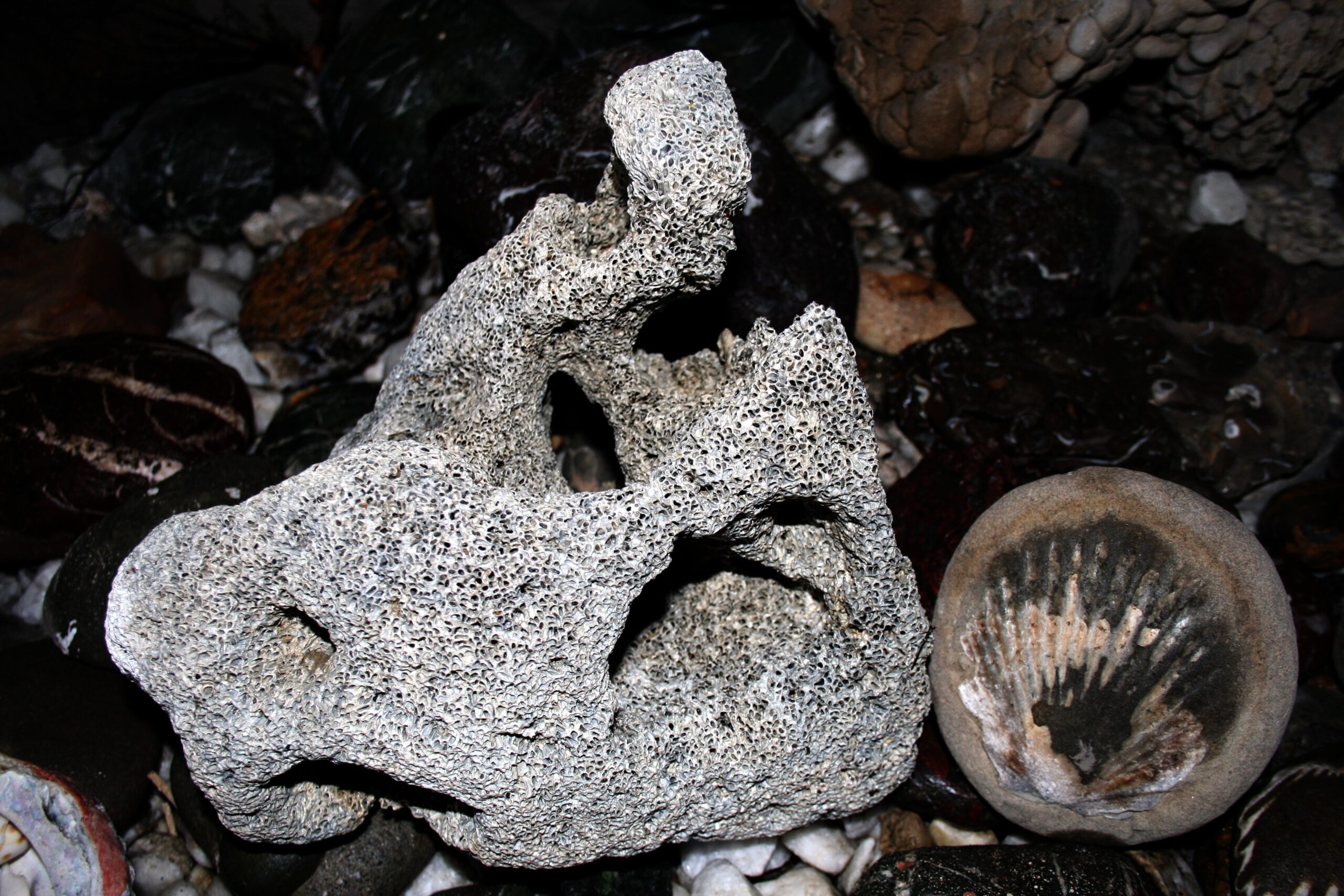 Coral Polyps: Building Cities Inside Ancient Shells (image credits: wikimedia)