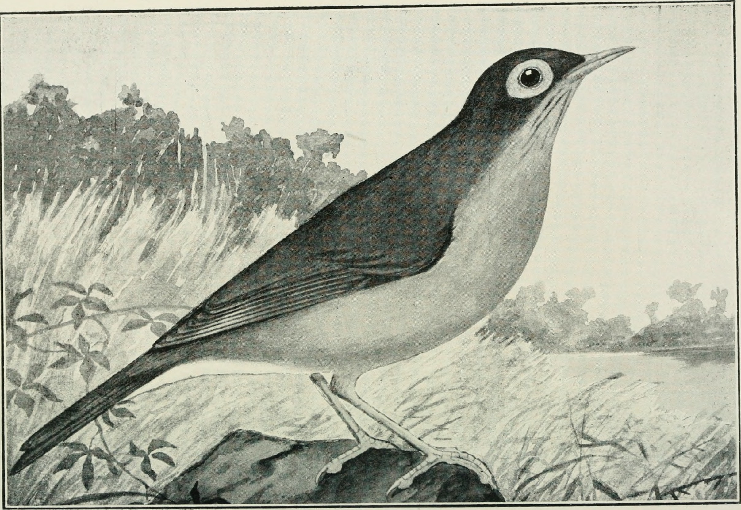 Modern Bird Comparison Studies (image credits: wikimedia)