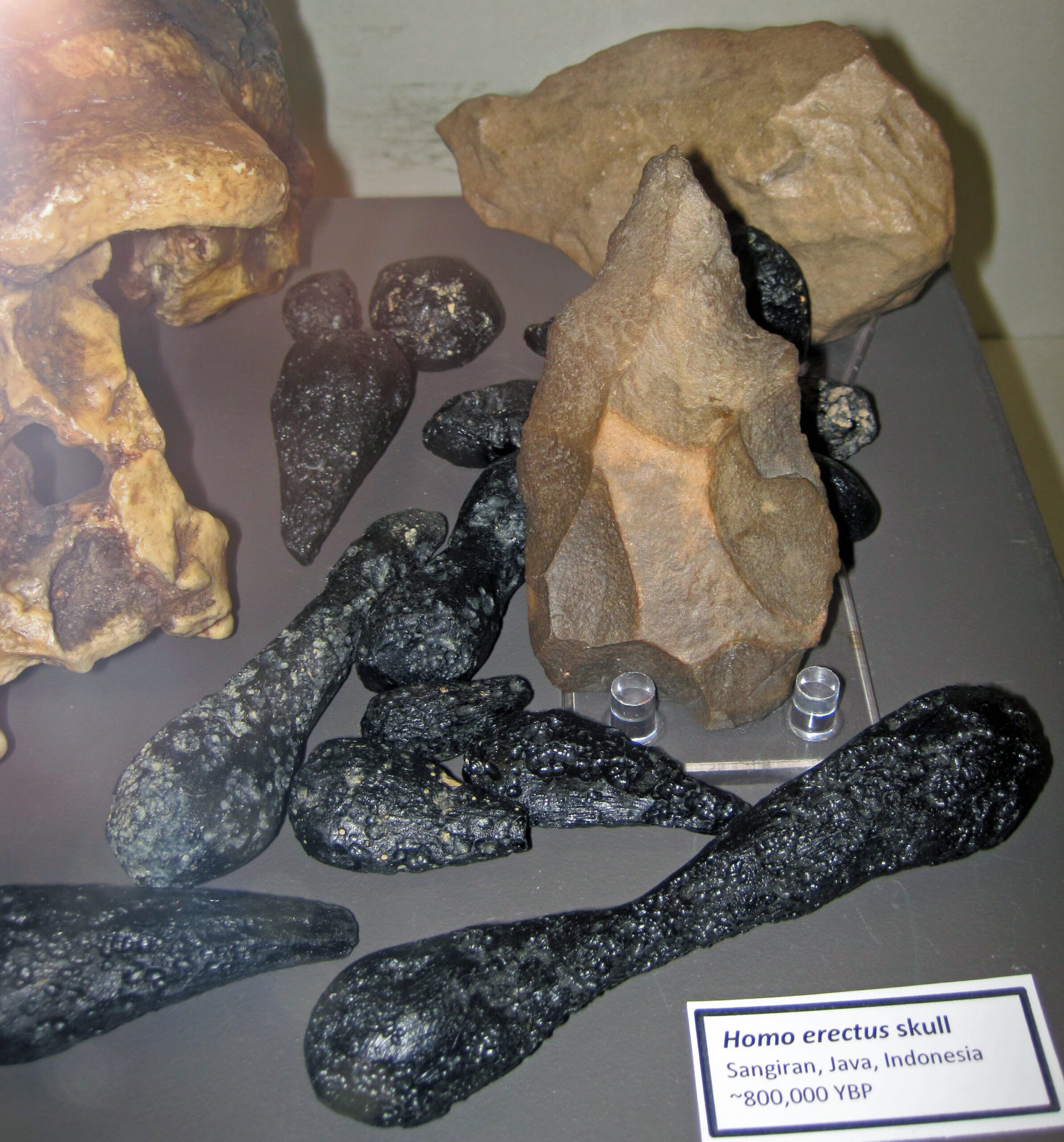 The Great Extinction and Eastern Survivors (image credits: wikimedia)