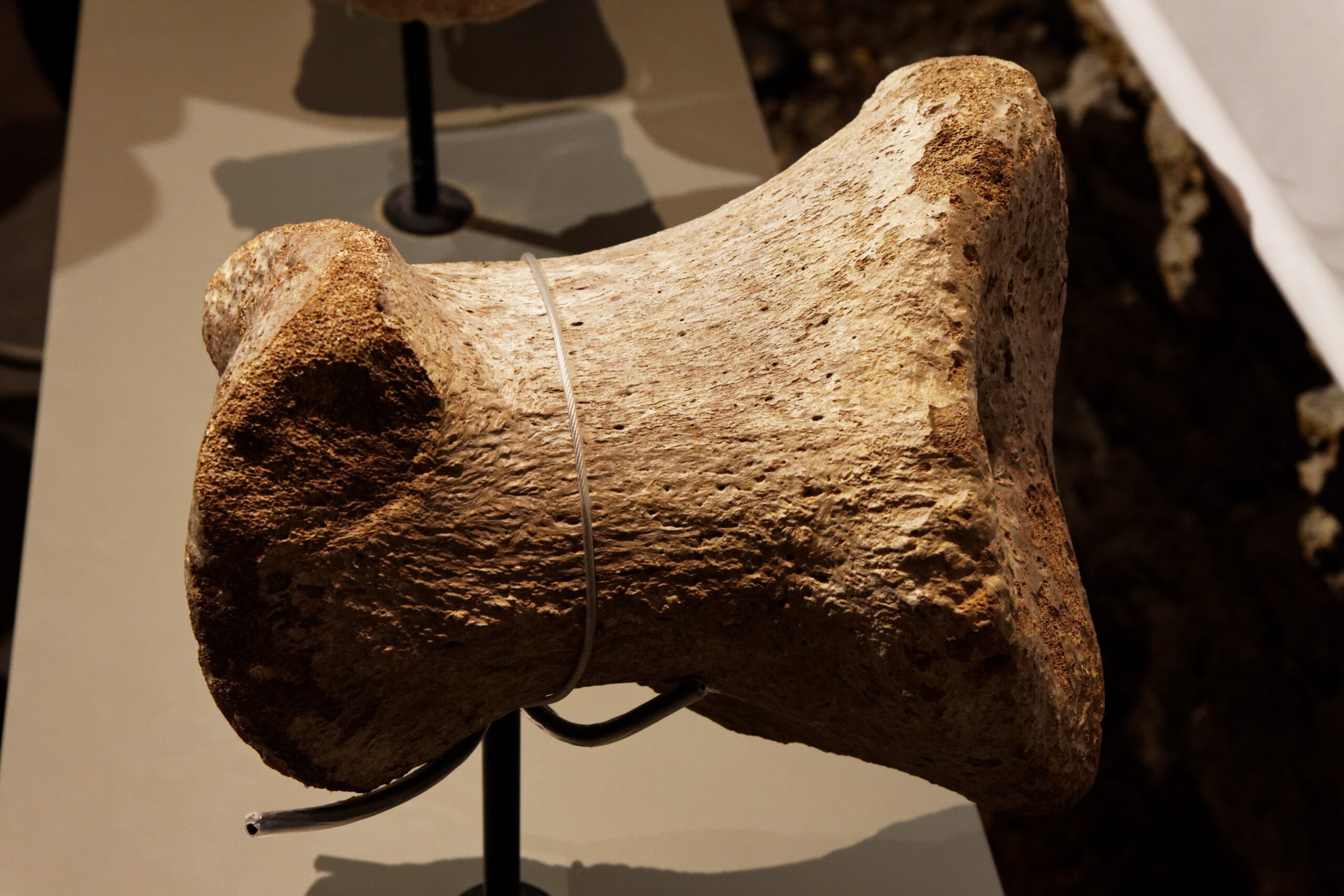 Titanosaur Discoveries: Giants Hidden in Plain Sight (image credits: wikimedia)