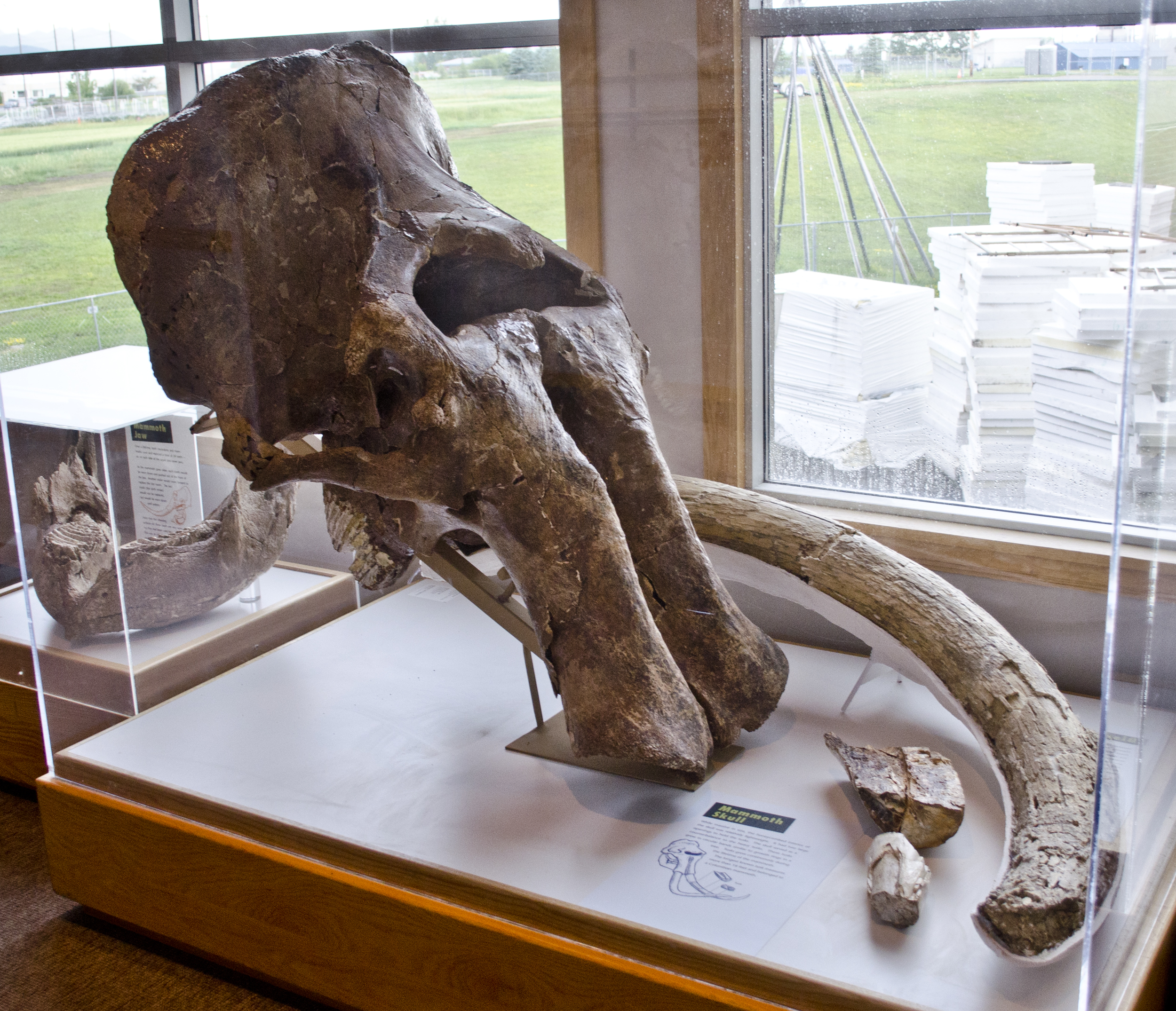 Montana's Role in Solving Extinction Mysteries (image credits: wikimedia)