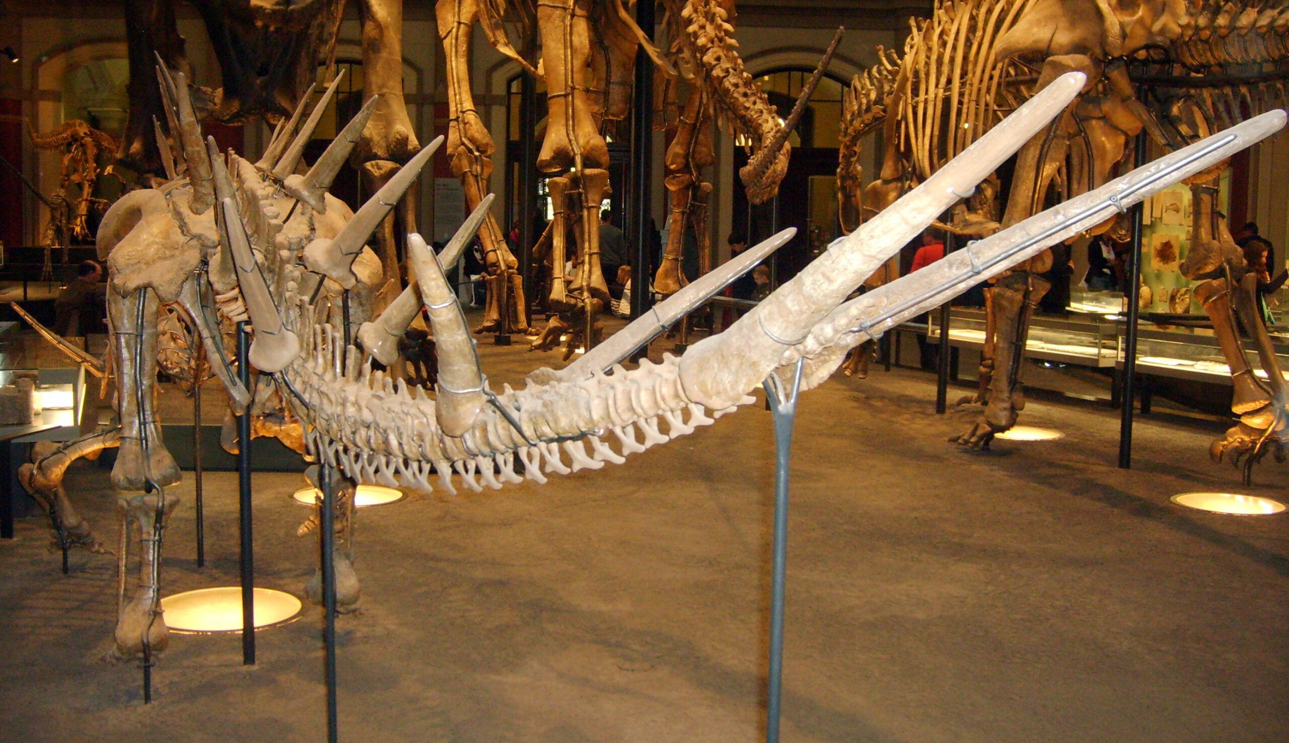 The Tendaguru Discovery That Shocked Science (image credits: wikimedia)