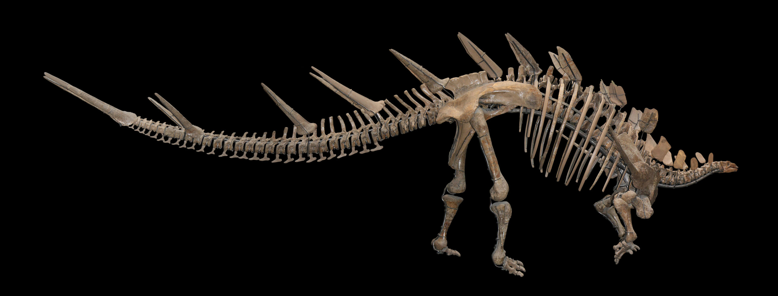 Fossil Evidence and Scientific Debates (image credits: wikimedia)