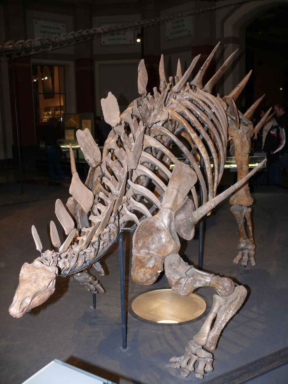 The Legacy of Hip-Horned Dinosaurs (image credits: wikimedia)