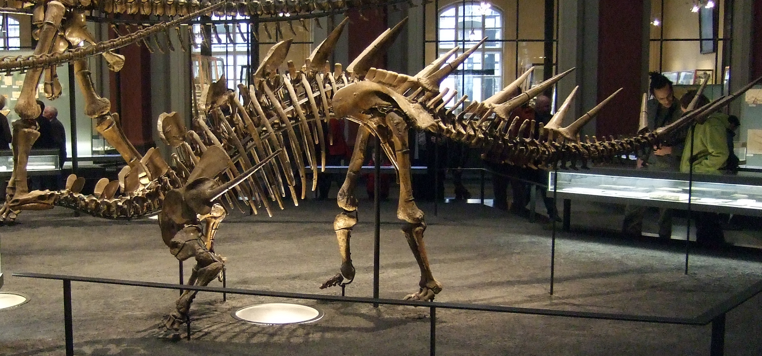 What Kentrosaurus Teaches Us About Evolution (image credits: wikimedia)