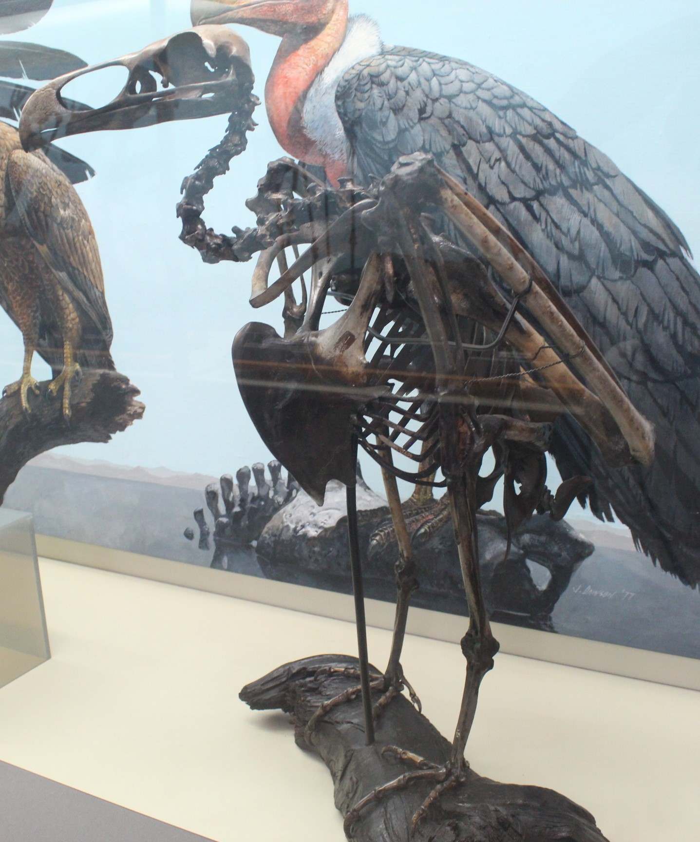 Teratornis: The American Thunder Bird (image credits: wikimedia)