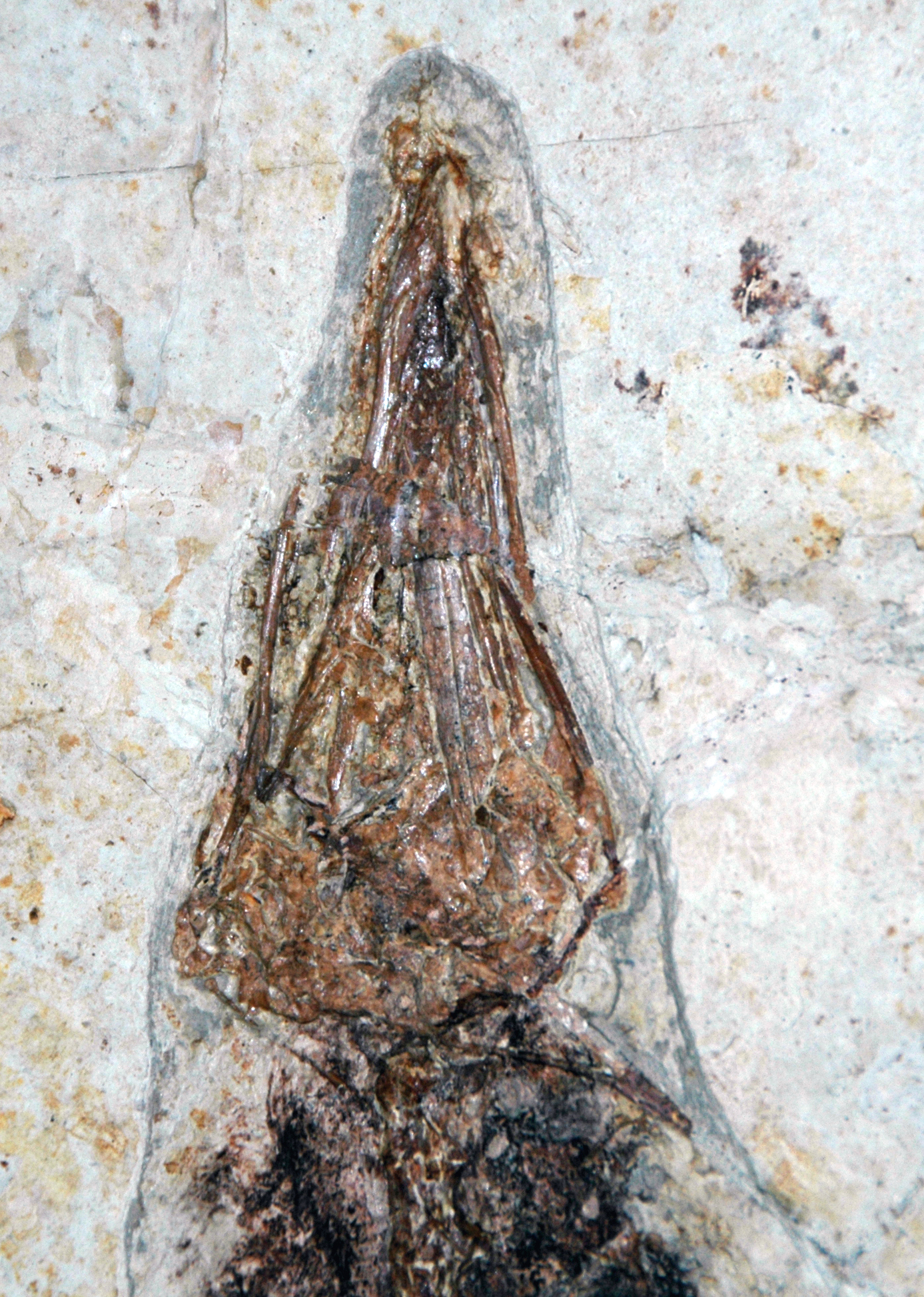 Paleontological Detective Work (image credits: wikimedia)