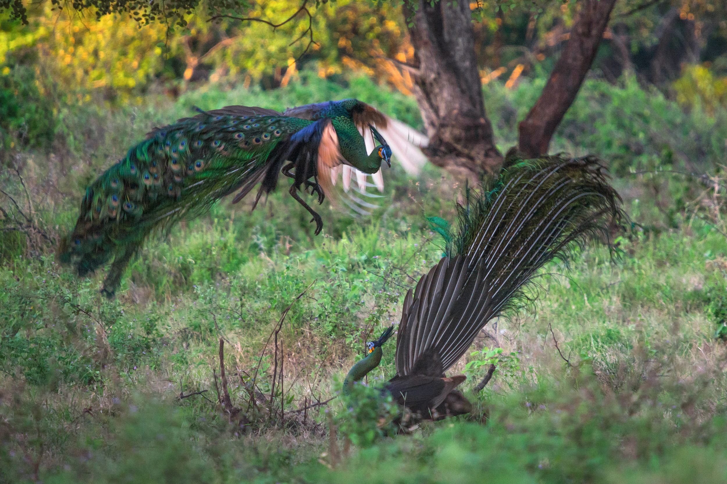 The Peacock Connection: Sexual Selection in Dinosaurs (image credits: By Candra Firmansyah, CC BY-SA 4.0, https://commons.wikimedia.org/w/index.php?curid=59925592)