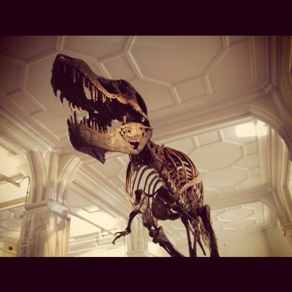 The Raw Power Behind T-Rex Movement (image credits: wikimedia)