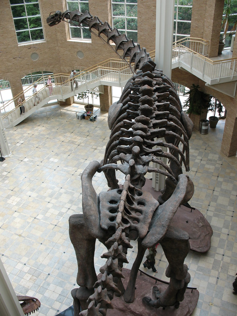 Titanosaur Bones That Rewrote Dinosaur Size Records (image credits: flickr)