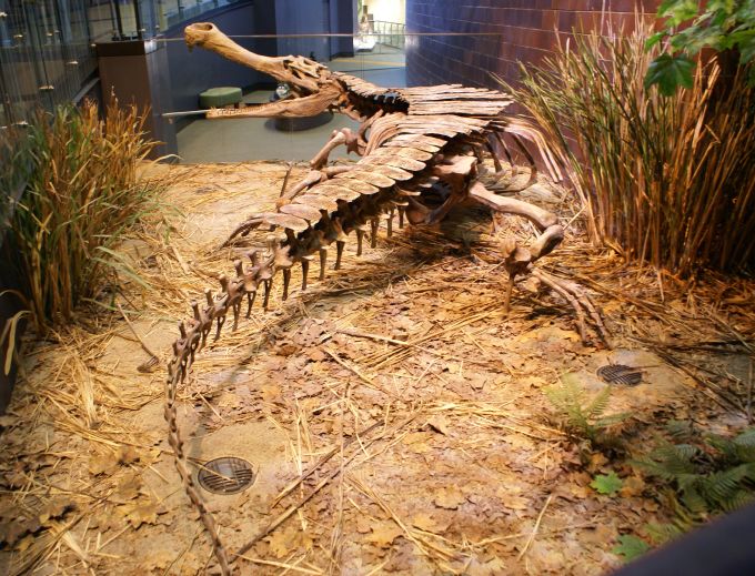 Prehistoric Crocodile Discoveries That Defied Size Expectations (image credits: wikimedia)
